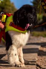 Lifeguard Dog, Lion